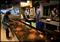 Tourist checks tidepool exhibit, Alaska Sealife center. Seward, Alaska, USA ( color)