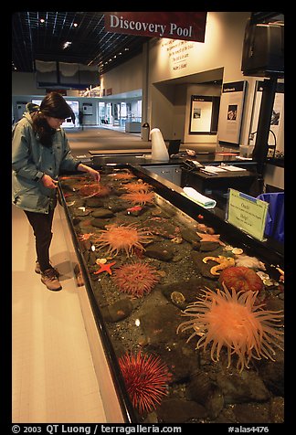 Tourist checks tidepool exhibit, Alaska Sealife center. Seward, Alaska, USA (color)