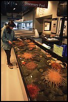 Tourist checks tidepool exhibit, Alaska Sealife center. Seward, Alaska, USA (color)