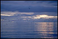Katchemak Bay. Homer, Alaska, USA ( color)