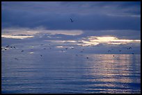 Katchemak Bay. Homer, Alaska, USA (color)