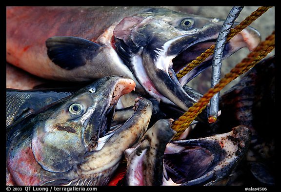 Salmon freshly caught. Homer, Alaska, USA (color)