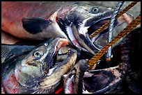 Salmon freshly caught. Homer, Alaska, USA (color)