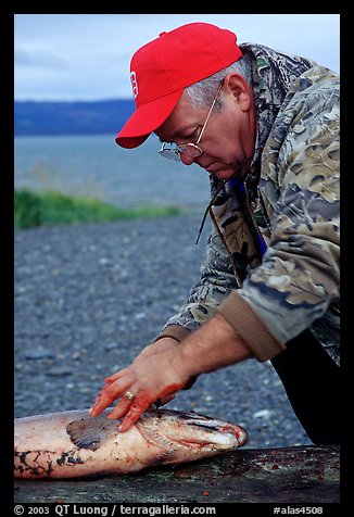 Fisherman preparing a salmon freshly caught in the Fishing Hole. Homer, Alaska, USA