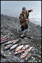 Fisherman laying out on shore salmon. Homer, Alaska, USA (color)