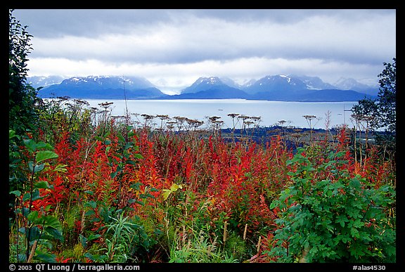 Ketchemak Bay and Kenai Mountains with a foreground of autunm grasses. Homer, Alaska, USA