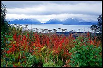 Ketchemak Bay and Kenai Mountains with a foreground of autunm grasses. Homer, Alaska, USA ( color)