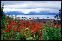 Ketchemak Bay and Kenai Mountains with a foreground of autunm grasses. Homer, Alaska, USA ( color)