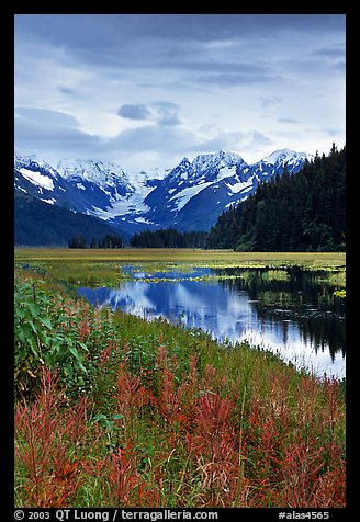 Autumn grasses and mountains reflected in a pond near Portage. Seward Highway, Kenai Peninsula, Alaska, USA (color)