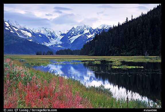 Chugatch Mountains reflected in pond near Portage. Alaska, USA (color)