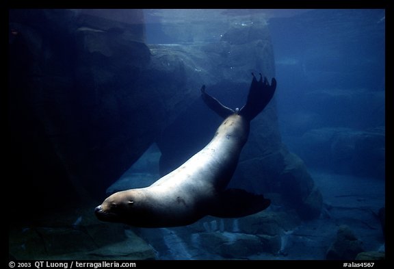 Northern Sea Lion, Alaska Sealife center. Seward, Alaska, USA (color)