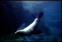 Northern Sea Lion, Alaska Sealife center. Seward, Alaska, USA ( color)