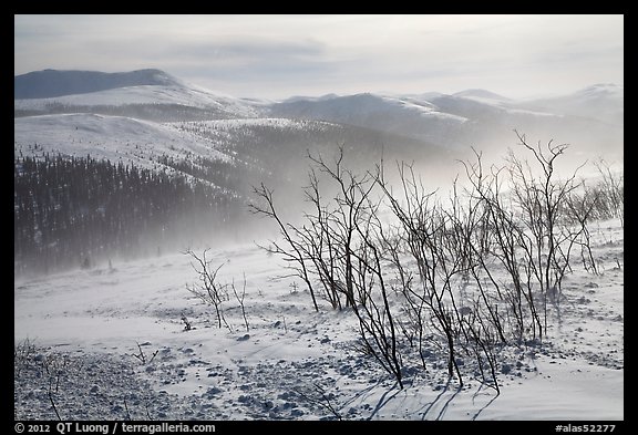 Bare shrubs and spindrift, Twelve Mile Summmit. Alaska, USA (color)