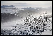 Bare shrubs and spindrift, Twelve Mile Summmit. Alaska, USA ( color)