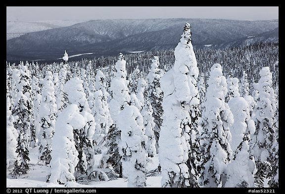 Trees plastered in snow. Alaska, USA (color)