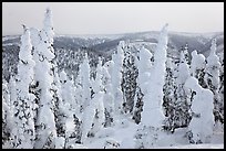 Forest plastered in snow. Alaska, USA