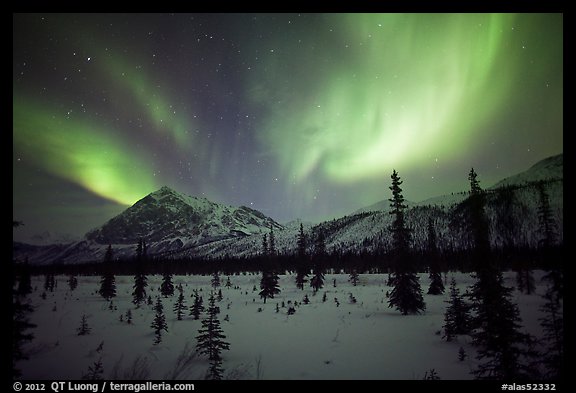 Aurora Borealis above Arctic Boreal Forest. Alaska, USA (color)