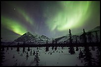 Aurora Borealis above Arctic Boreal Forest. Alaska, USA ( color)