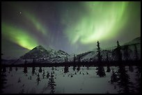 Aurora Borealis above Arctic Boreal Forest. Alaska, USA