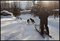 Dog sledding through village. Wiseman, Alaska, USA