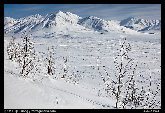 Shrubs and Arctic Mountains in winter. Alaska, USA