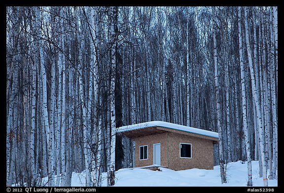 Cabin amongst bare aspen trees. Alaska, USA (color)