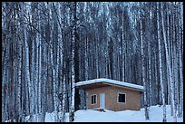 Cabin amongst bare aspen trees. Alaska, USA ( color)