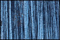 Bare aspen tree trunks. Alaska, USA