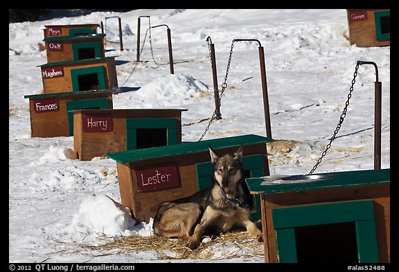 Row of doghouses with dogs names. North Pole, Alaska, USA (color)