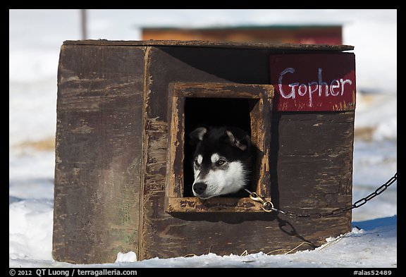 Husky dog peeking out of doghouse. North Pole, Alaska, USA (color)