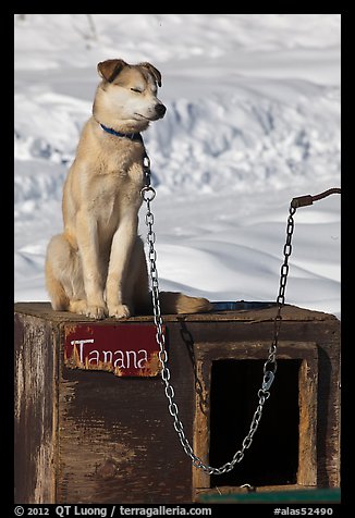 Husky dog sitting on doghouse. North Pole, Alaska, USA (color)