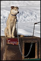 Husky dog sitting on doghouse. North Pole, Alaska, USA