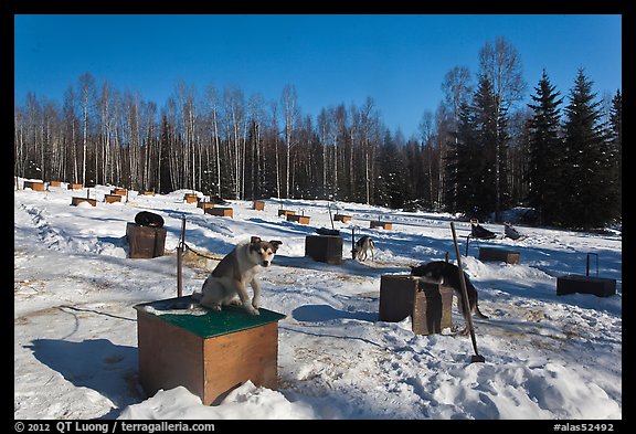 Dogs at mushing camp in winter. North Pole, Alaska, USA