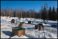 Dogs at mushing camp in winter. North Pole, Alaska, USA (color)