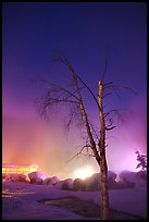 Tree, thermal steam, bathhouse, and stars. Chena Hot Springs, Alaska, USA