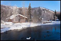 Cabins with swans and ducks in winter. Chena Hot Springs, Alaska, USA