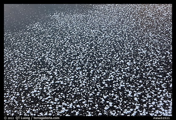 Snow on surface of frozen pond. Chena Hot Springs, Alaska, USA (color)