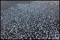 Snow on surface of frozen pond. Chena Hot Springs, Alaska, USA