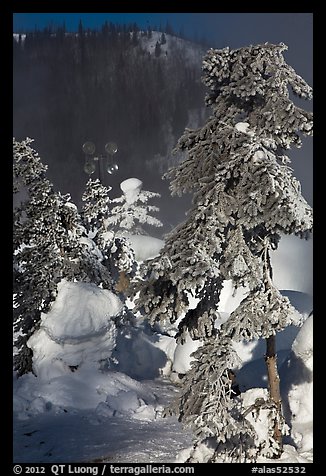 Trees and steam in winter. Chena Hot Springs, Alaska, USA