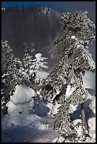 Trees and steam in winter. Chena Hot Springs, Alaska, USA (color)