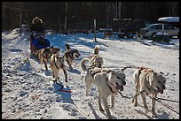 Recreational dog mushing. Chena Hot Springs, Alaska, USA (color)