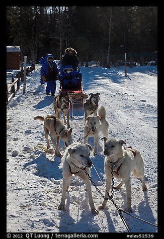 Huskies dogs and sled. Chena Hot Springs, Alaska, USA (color)