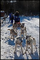 Huskies dogs and sled. Chena Hot Springs, Alaska, USA ( color)