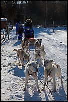 Huskies dogs and sled. Chena Hot Springs, Alaska, USA