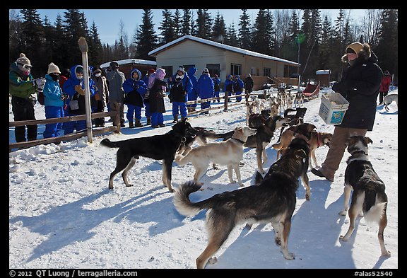 Musher feeding dogs. Chena Hot Springs, Alaska, USA