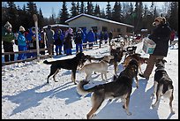 Musher feeding dogs. Chena Hot Springs, Alaska, USA