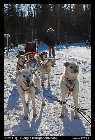 Sled dogs. Chena Hot Springs, Alaska, USA