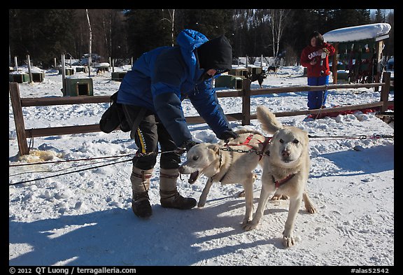 Musher attaching dogs. Chena Hot Springs, Alaska, USA (color)