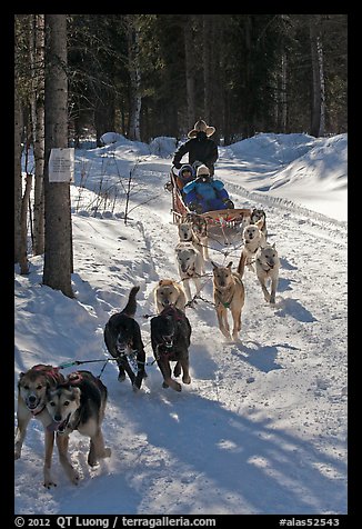 Sled dog team running through curve. Chena Hot Springs, Alaska, USA