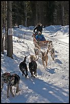 Sled dog team running through curve. Chena Hot Springs, Alaska, USA (color)